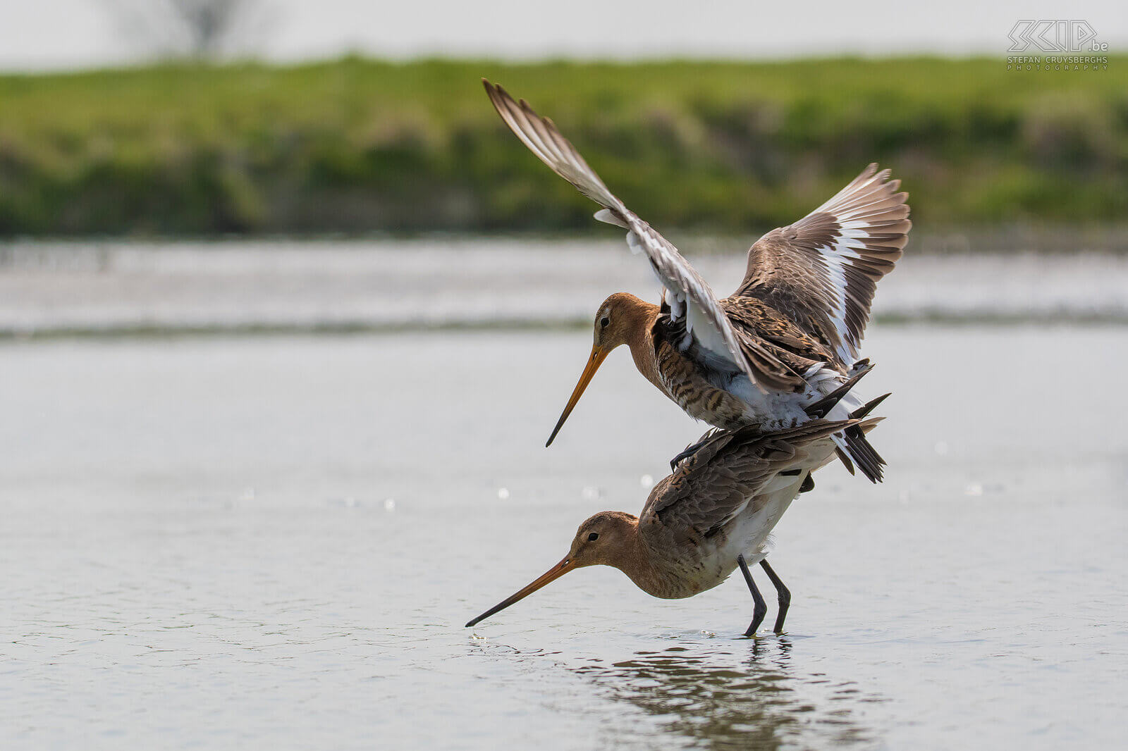 Grutto's De grutto (Black-tailed godwit, Limosa limosa) is een prachtige steltloper en een weidevogel bij uitstek. Ze overwinteren in Afrika maar vroeg in de lente komen ze terug naar de Lage Landen. Tijdens het broedseizoen laat de grutto spectaculaire baltsvluchten zien. Ik kon ze al baltsend en parend fotograferen in Friesland.<br />
<br />
De helft van alle grutto’s in Europa broedt in Nederland. De populatie staat echter zwaar onder druk en ze worden jammer genoeg almaar meer teruggedrongen naar weidevogelreservaten. De soort staat tegenwoordig als Gevoelig op de internationale Rode Lijst van de IUCN. Grutto's maken een onopvallend grasnest in weidelanden en leggen gemiddeld 3 à 4 eieren. Ze eten regenwormen, insecten en larven van insecten.<br />
 Stefan Cruysberghs